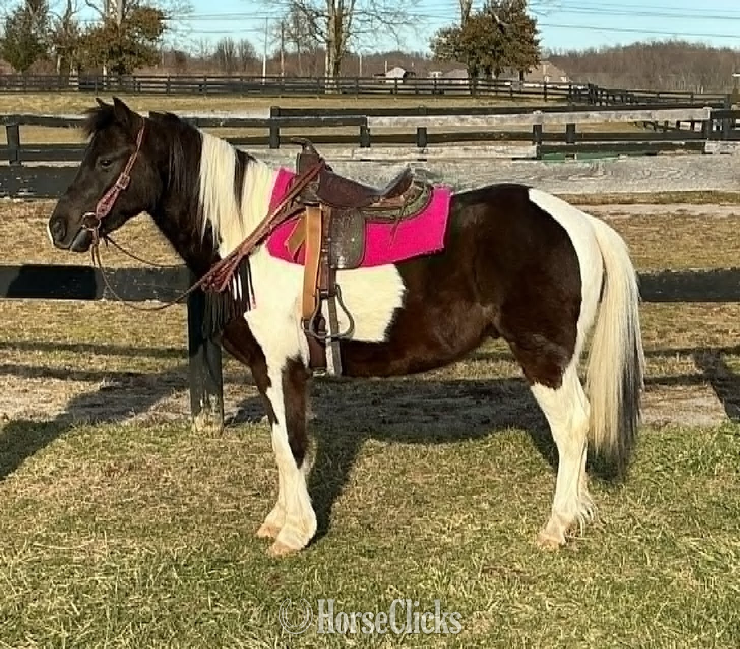 "WYATT" Tabiano Gelding Pony in Kentucky