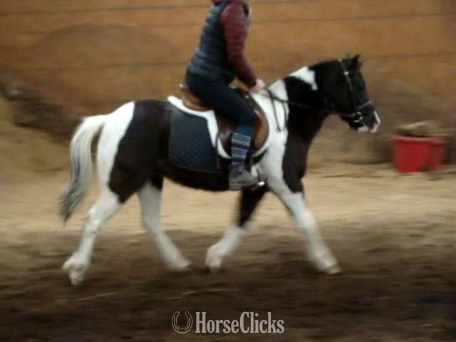 "WYATT" Tabiano Gelding Pony