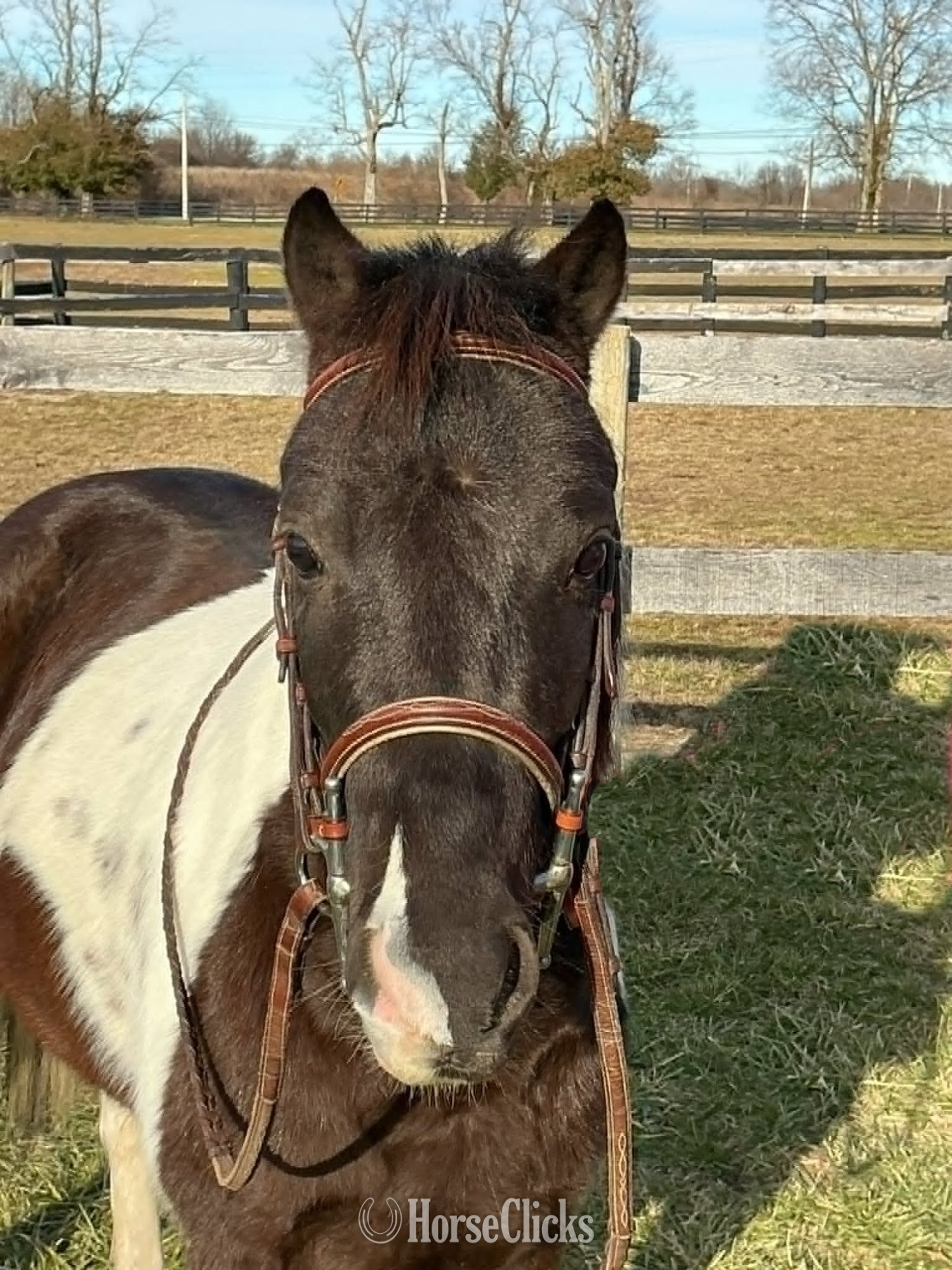 "WYATT" Tabiano Gelding Pony - Pony in Kentucky