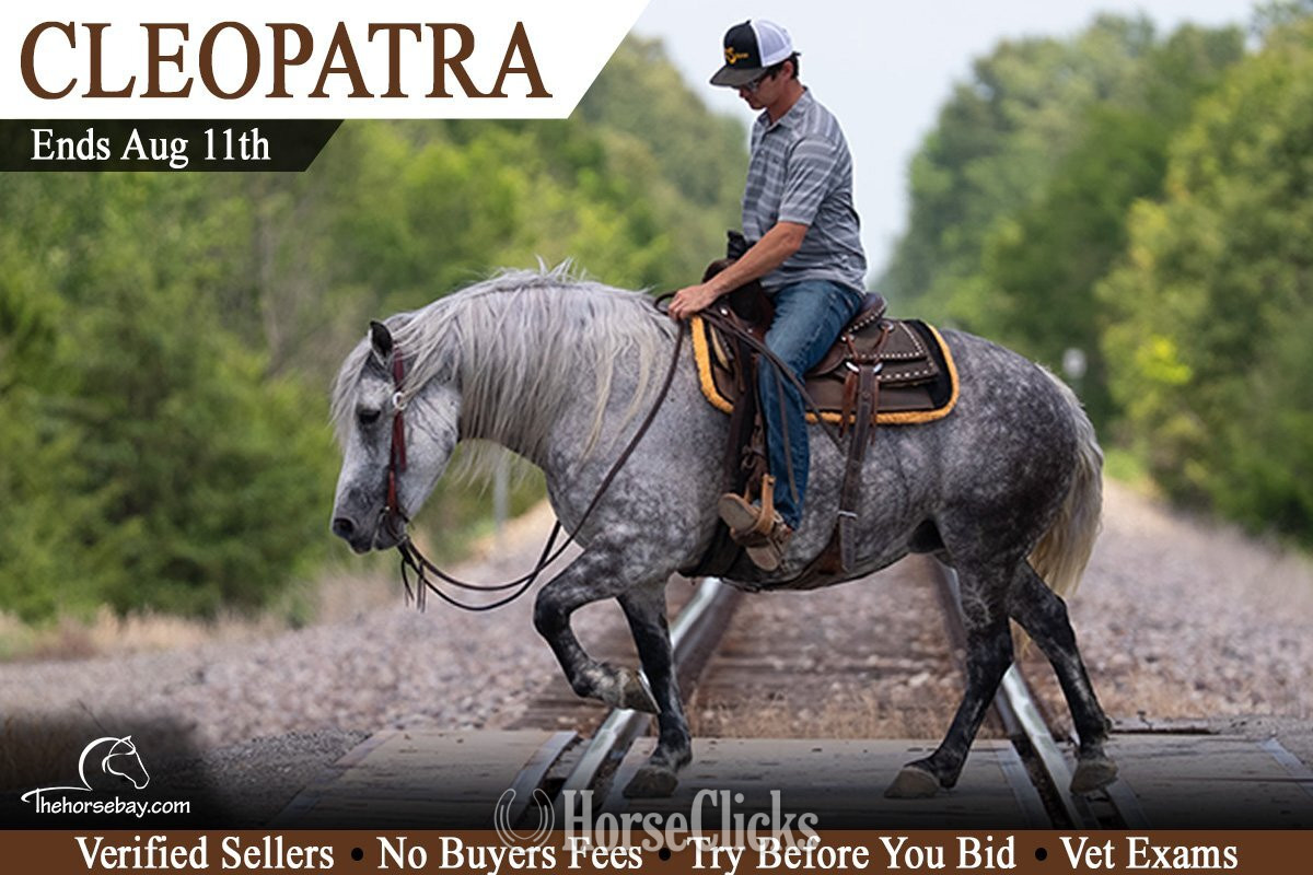 "Cleopatra" Grey Mare Percheron in Missouri