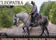 "Cleopatra" Grey Mare Percheron