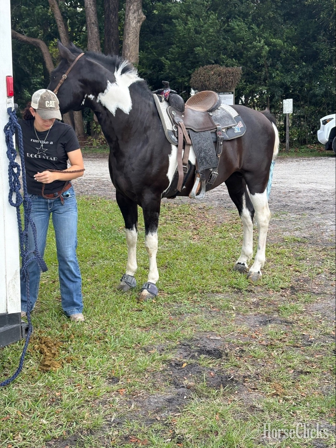 "Saint" Black Stallion Paint in Florida
