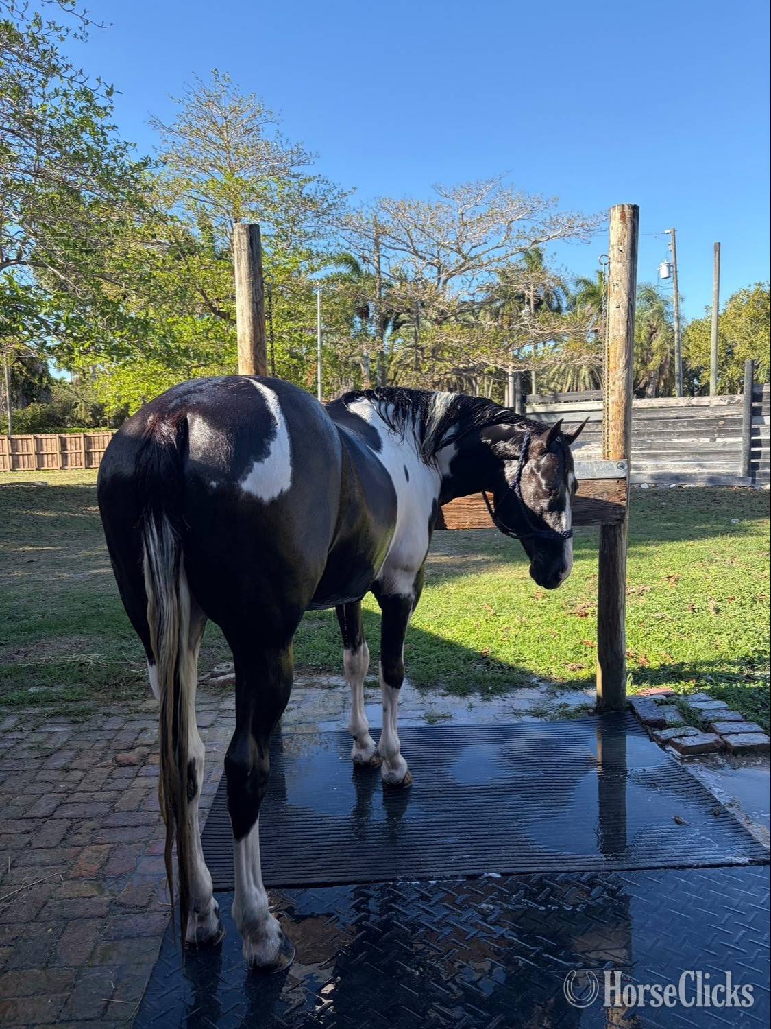 "Saint" Black Stallion Paint