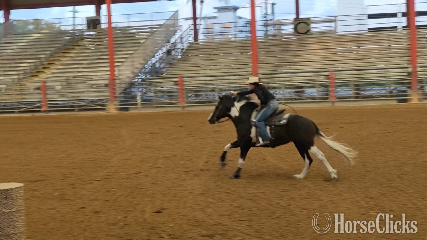 Florida "Saint" Black Stallion Paint