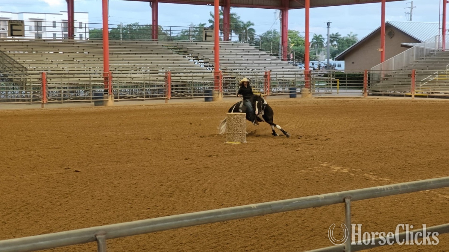 "Saint" Black Stallion Paint - Paint in Florida