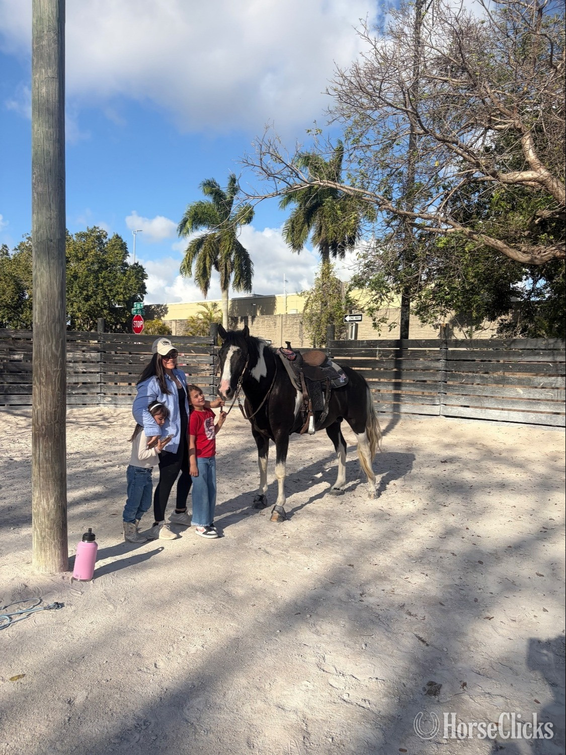 "Saint" Black Stallion Paint Florida