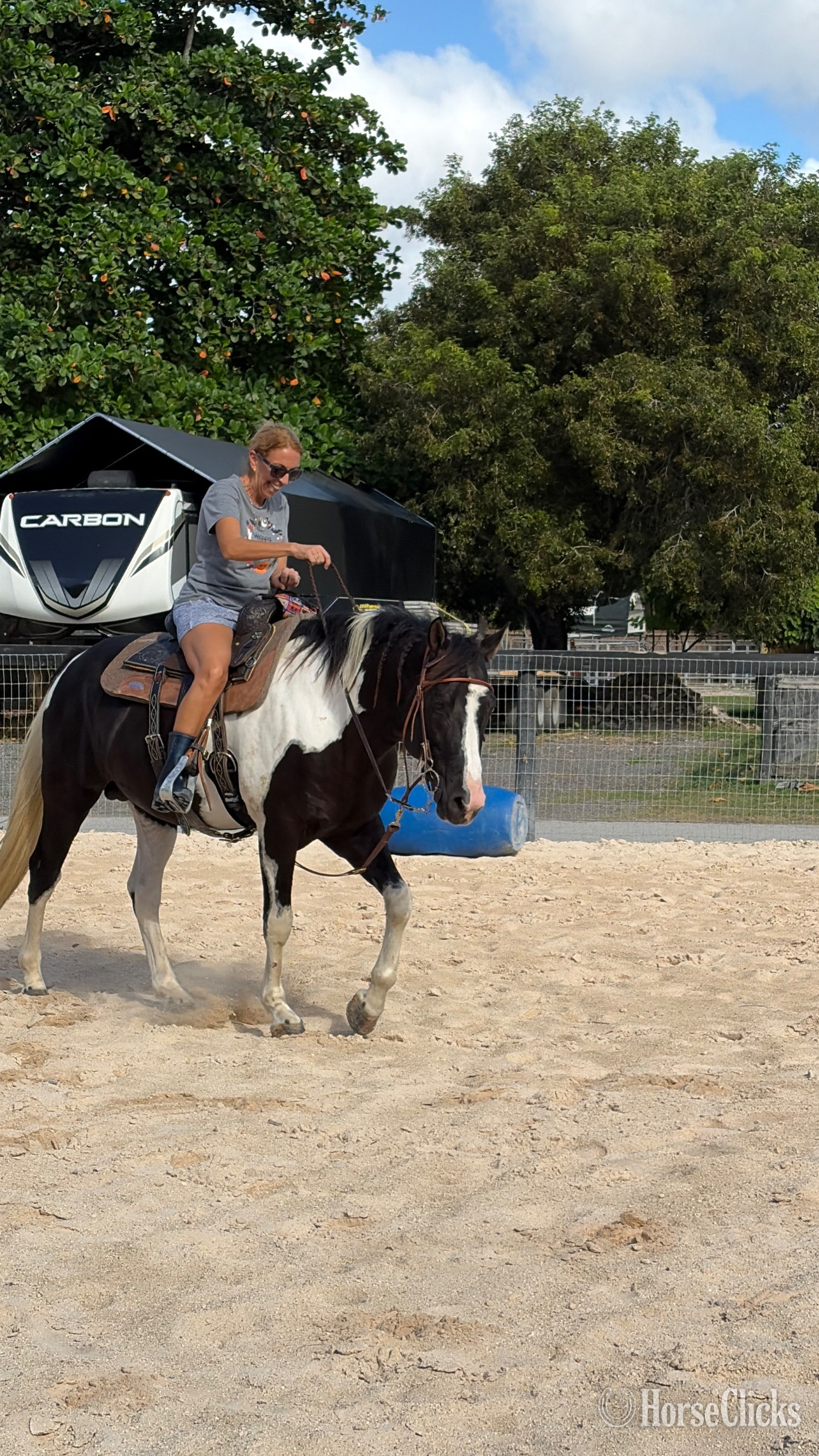 Paint - "Saint" Black Stallion Paint in Florida