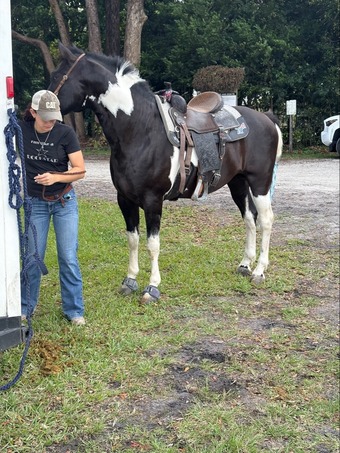 "Saint" Black Stallion Paint