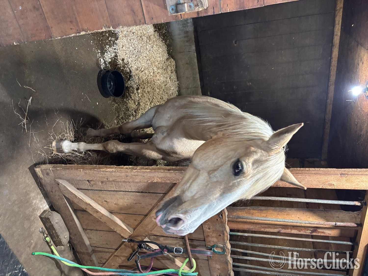 Palomino 15.2hh Mare for Lease in Massachusetts