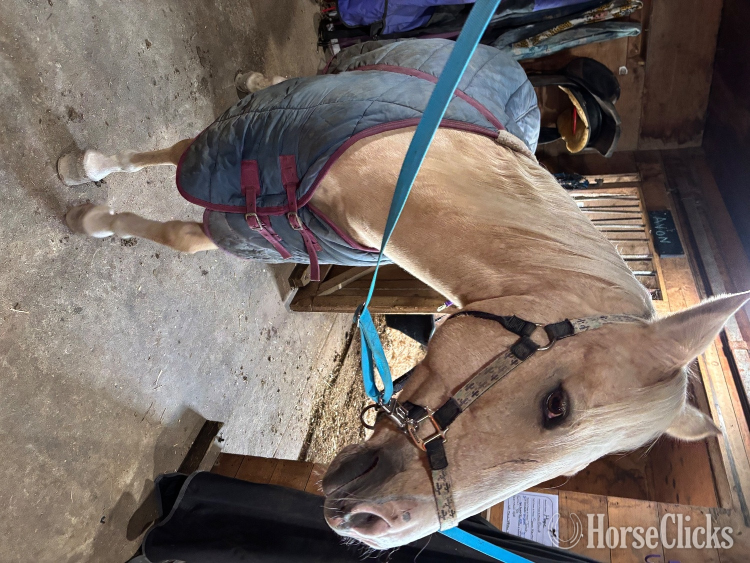 Palomino 15.2hh Mare for Lease
