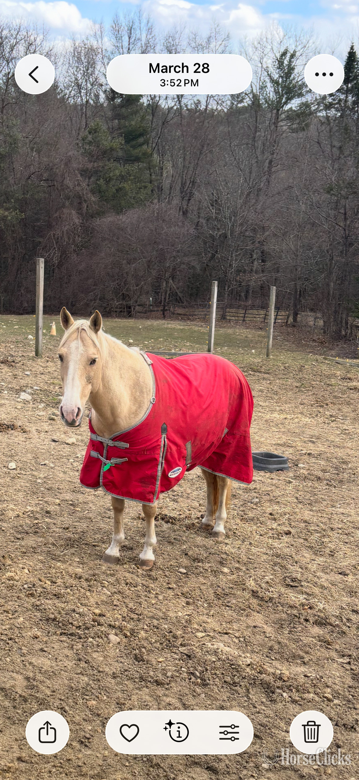 Massachusetts Palomino 15.2hh Mare for Lease
