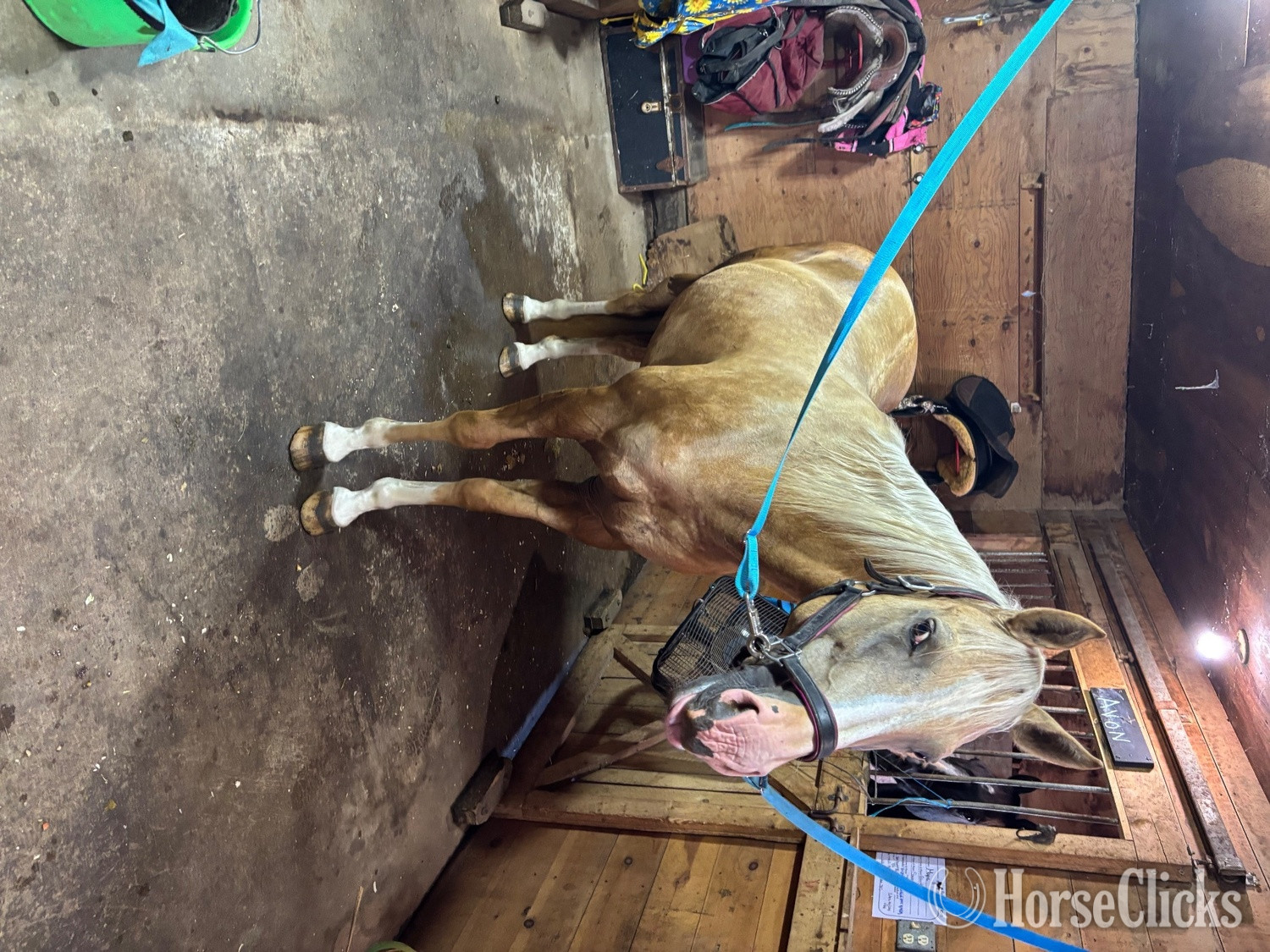 Palomino 15.2hh Mare for Lease -  in Massachusetts