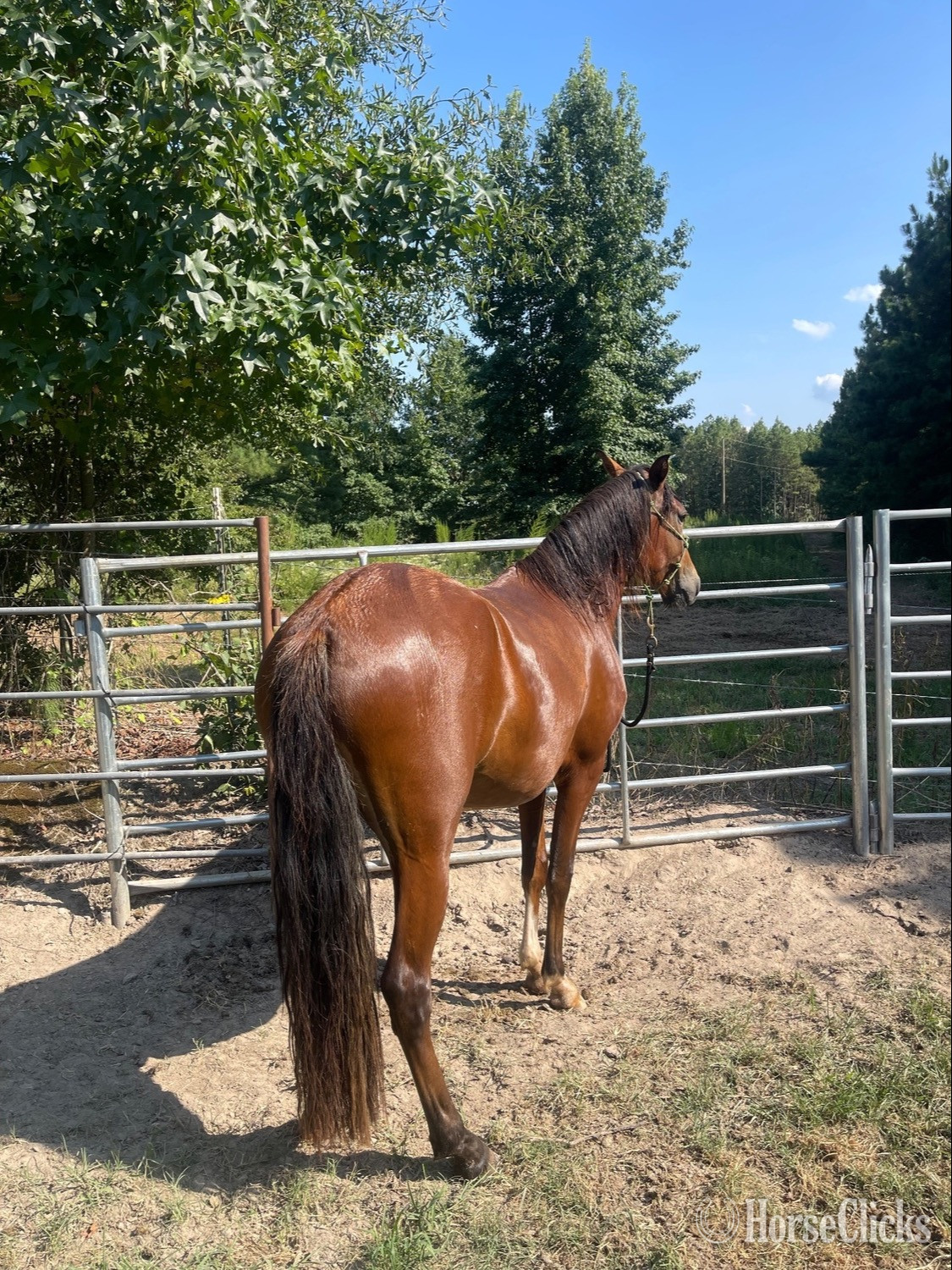 "PVR El Faraon (aka Paco) " Bay Gelding Peruvian Paso
