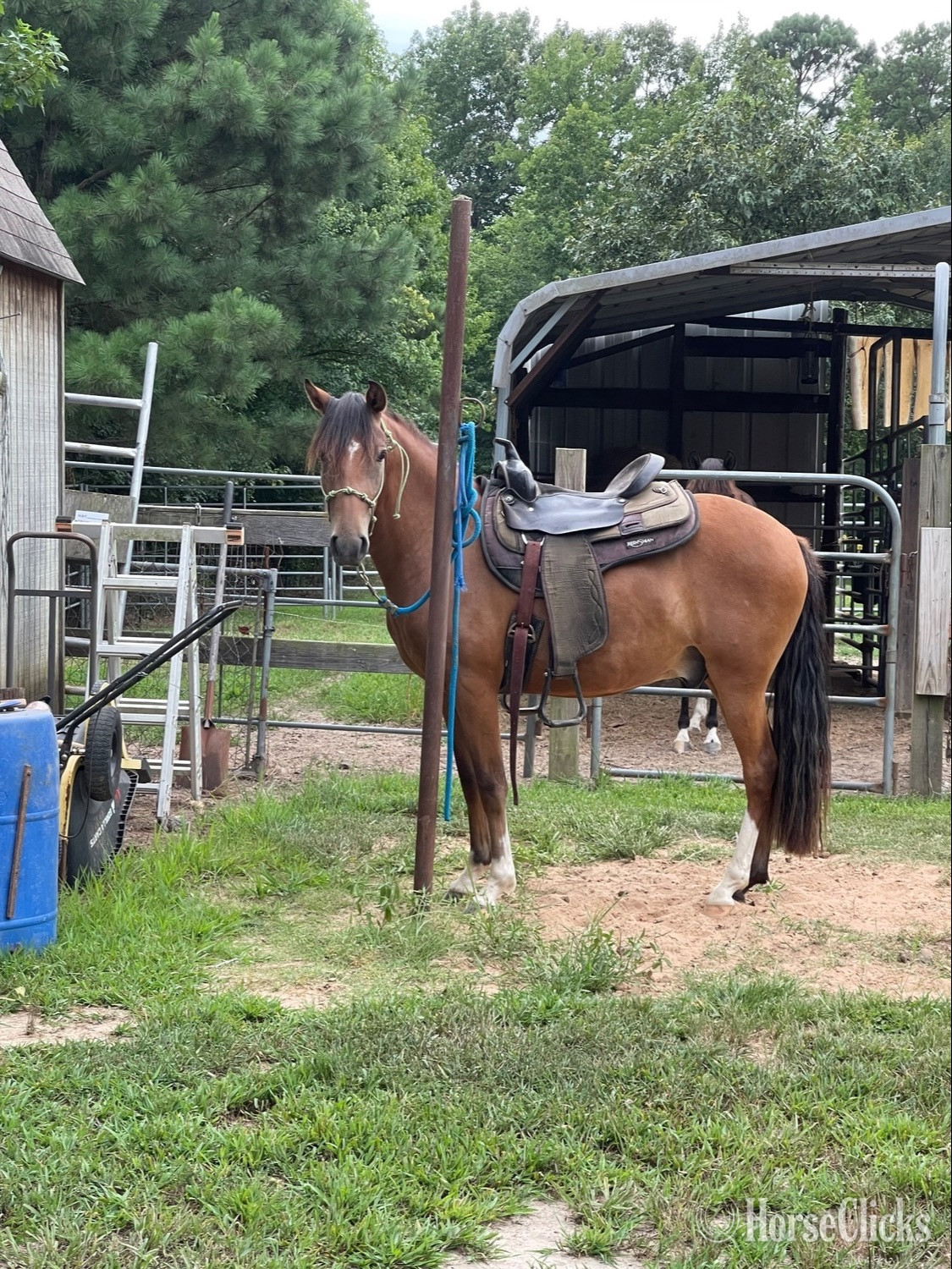 Arkansas "PVR El Faraon (aka Paco) " Bay Gelding Peruvian Paso