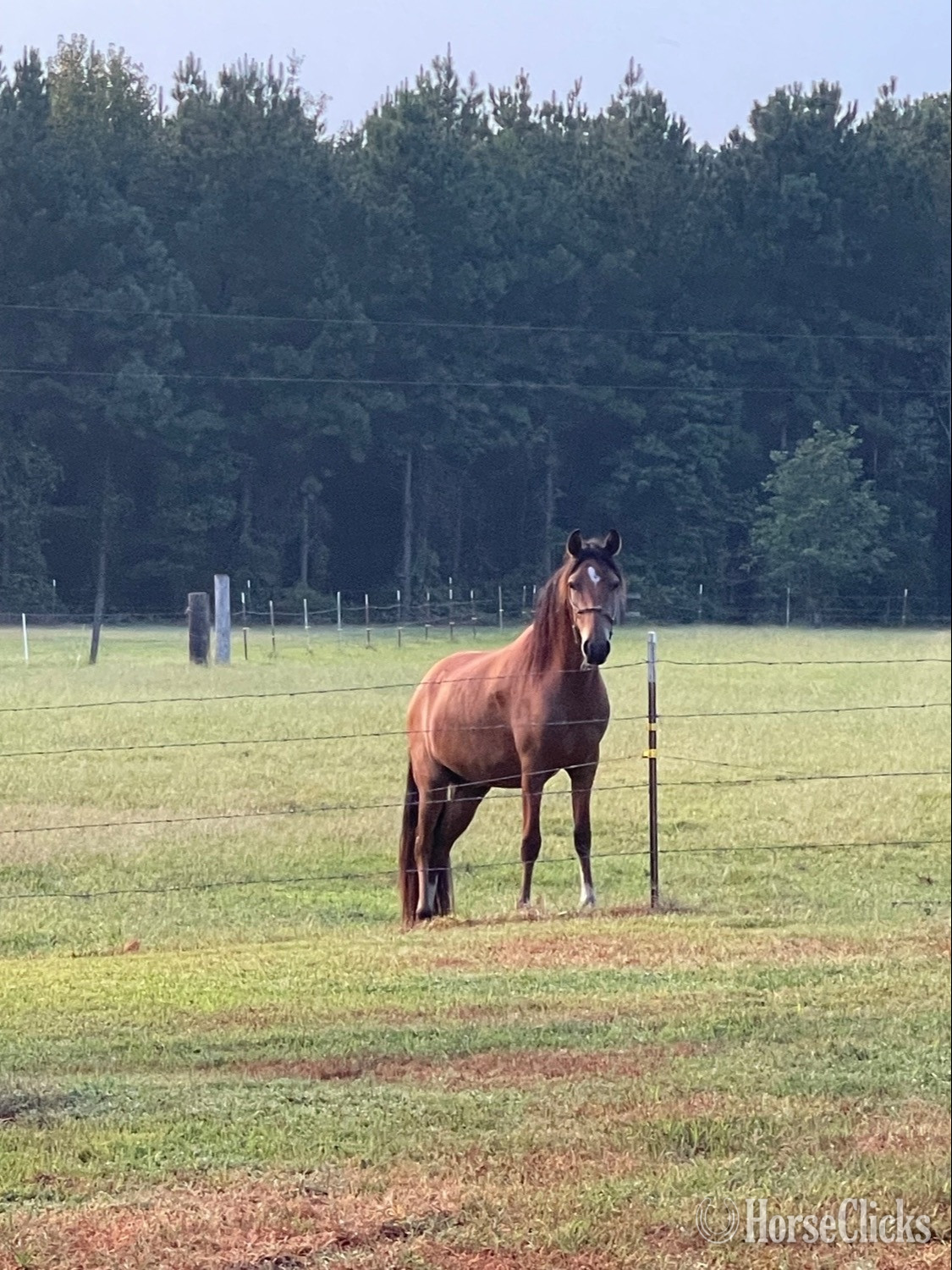 "PVR El Faraon (aka Paco) " Bay Gelding Peruvian Paso - Peruvian Paso