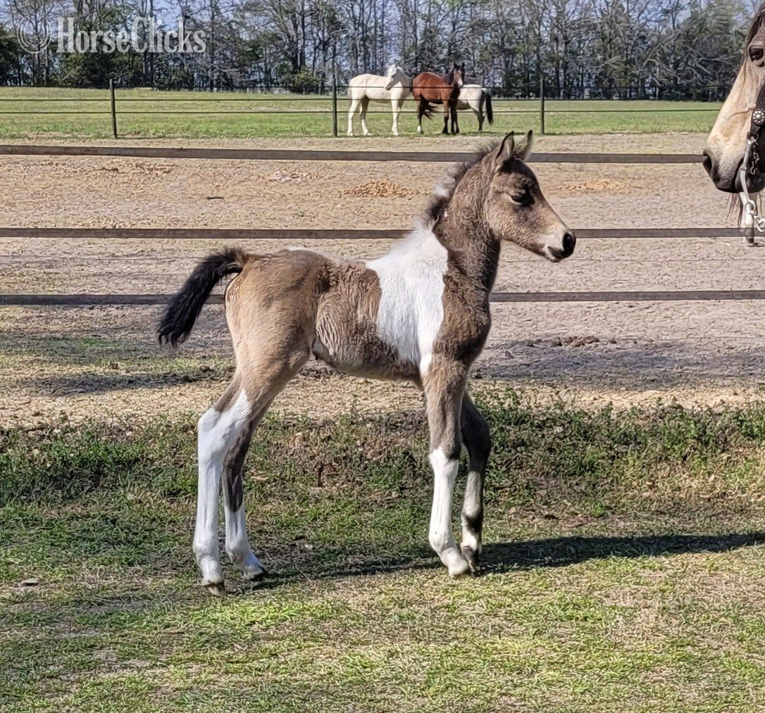 "HH Amazing Grace" Buckskin Filly Welsh Pony in South Carolina