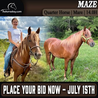 "Maze" Chestnut Mare Quarter Horse