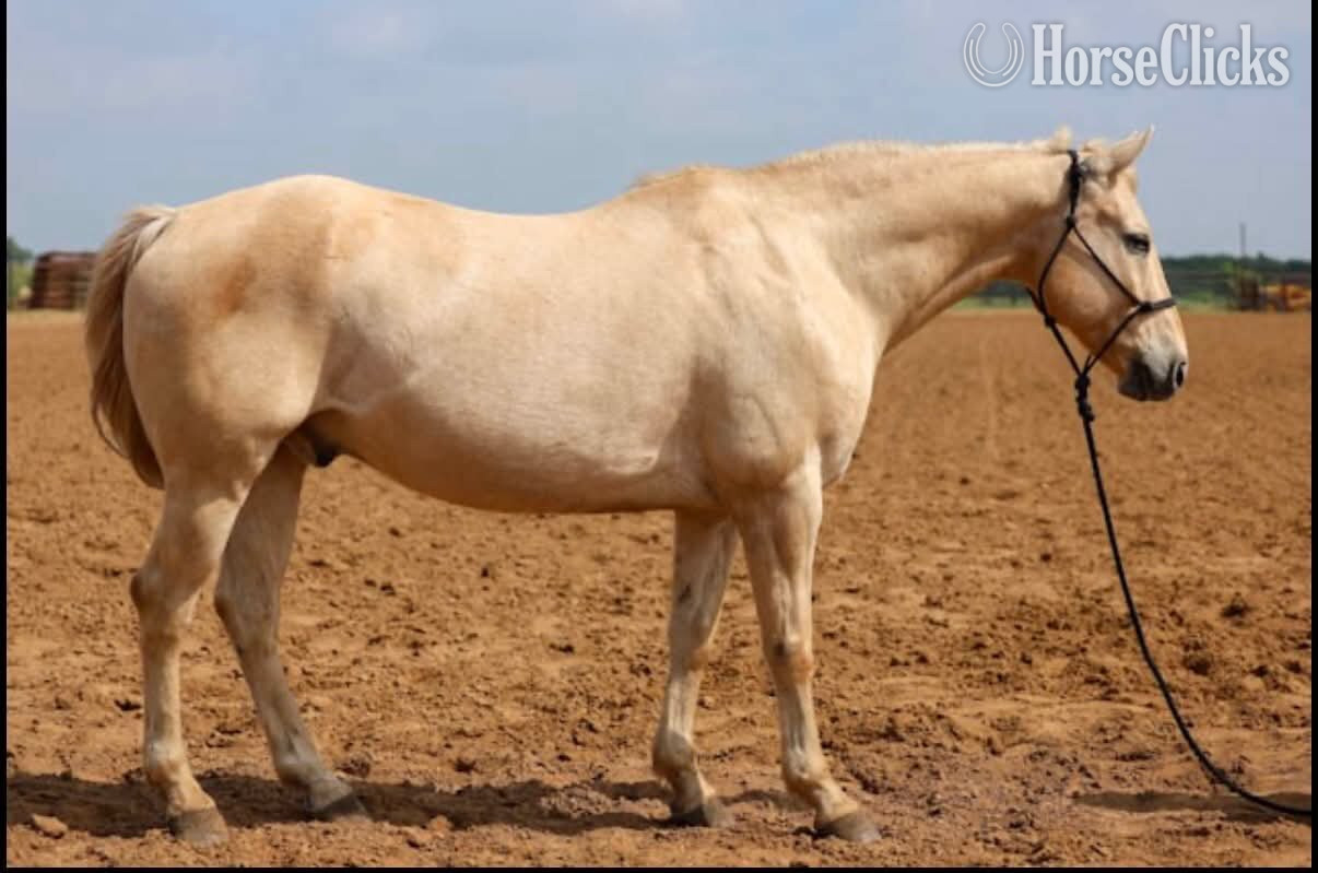 "YELLER" Palomino Gelding Quarter Horse in Texas
