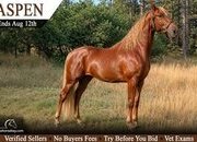 "Aspen" Sorrel Gelding Tennessee Walker