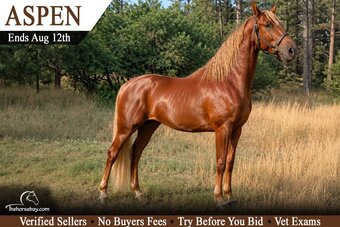 "Aspen" Sorrel Gelding Tennessee Walker