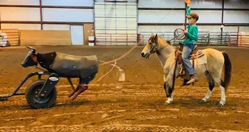 "PeeWee" Tri-Color Gelding Pony