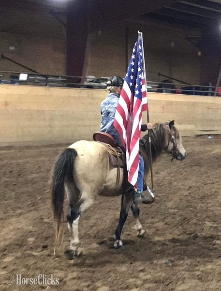 Texas "PeeWee" Tri-Color Gelding Pony