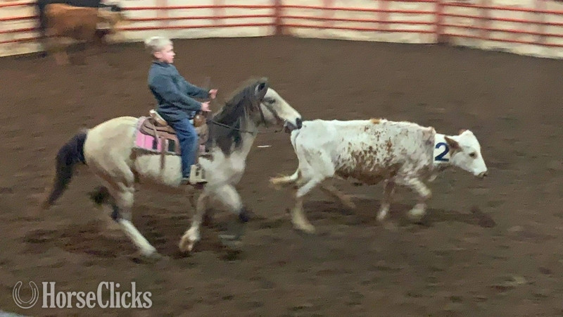 "PeeWee" Tri-Color Gelding Pony - Pony in Texas