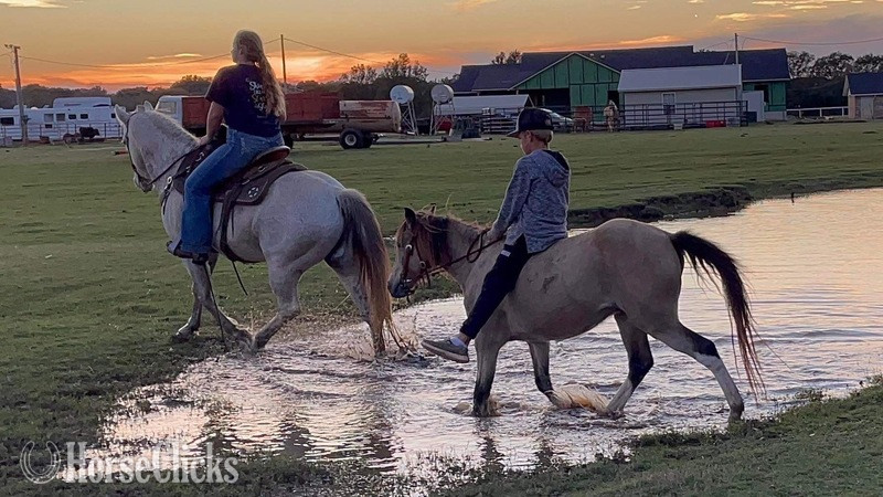 "PeeWee" Tri-Color Gelding Pony - Pony