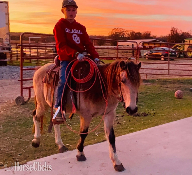 "PeeWee" Tri-Color Gelding Pony Texas