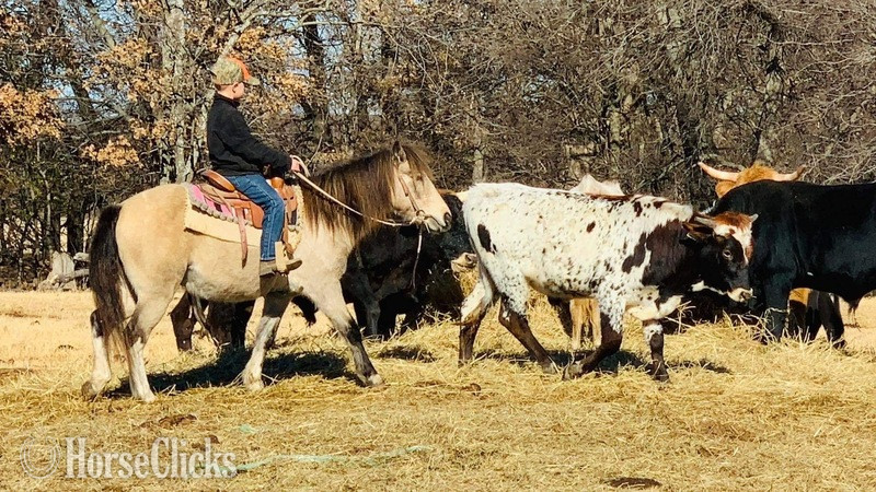 Pony - "PeeWee" Tri-Color Gelding Pony in Texas