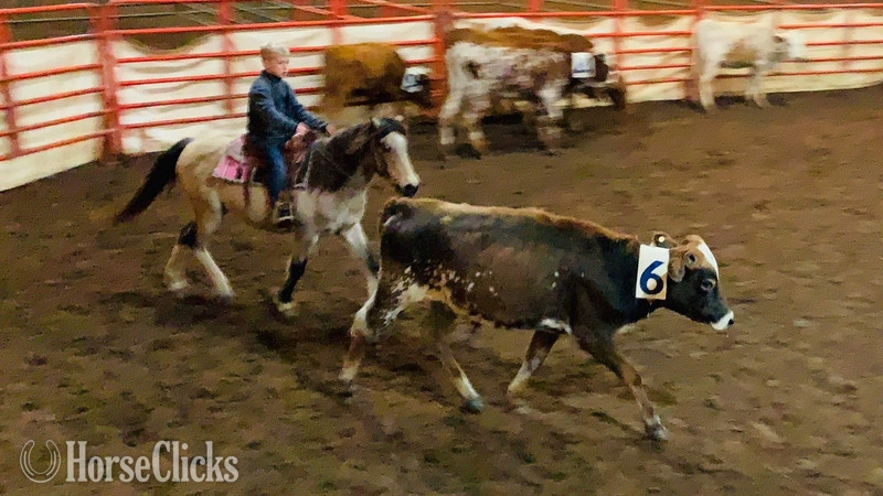 Pony - "PeeWee" Tri-Color Gelding Pony