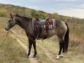 "Stella" Buckskin Mare Quarter Horse