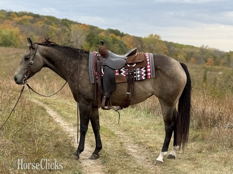 "Stella" Buckskin Mare Quarter Horse in Missouri