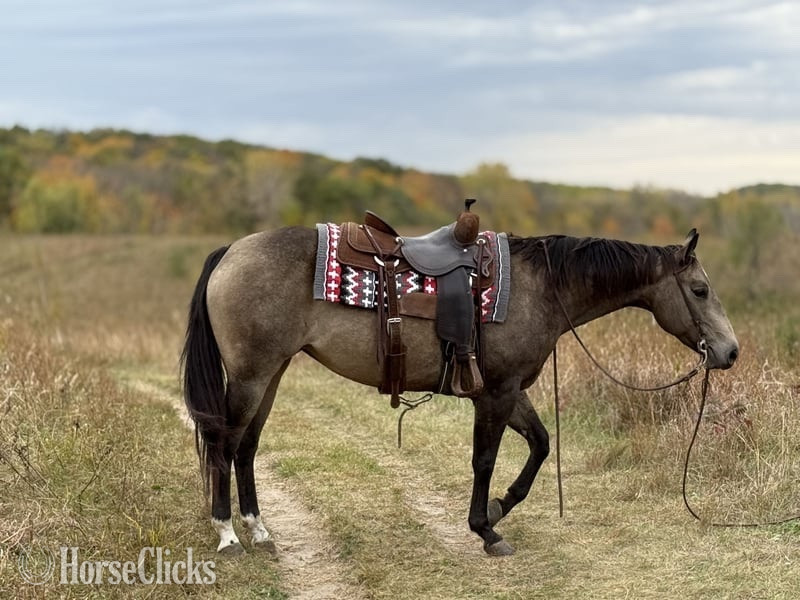 "Stella" Buckskin Mare Quarter Horse