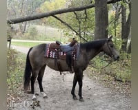 Missouri "Stella" Buckskin Mare Quarter Horse
