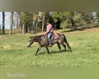 "Stella" Buckskin Mare Quarter Horse - Quarter Horse in Missouri