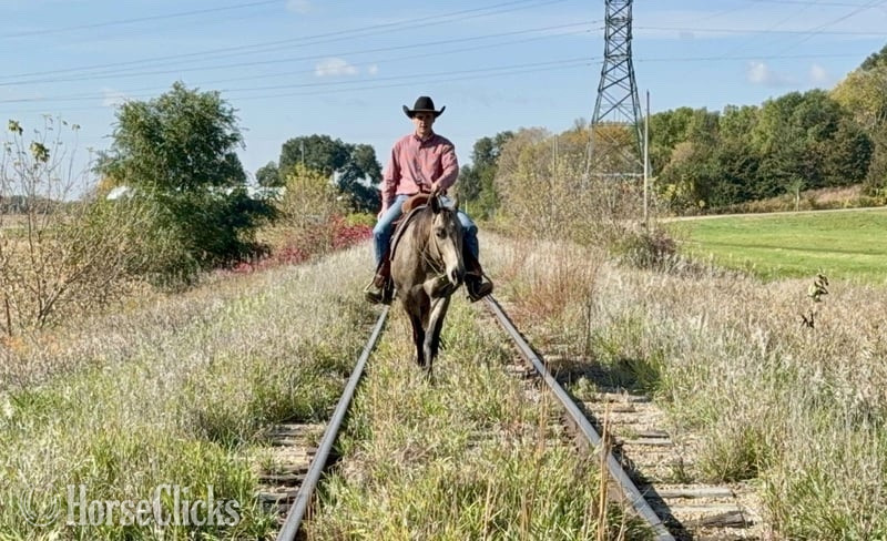"Stella" Buckskin Mare Quarter Horse - Quarter Horse
