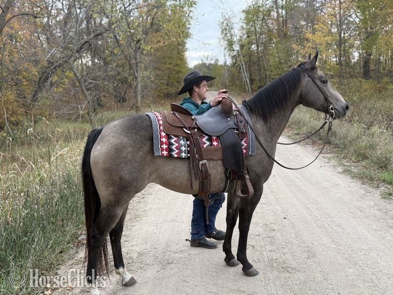 "Stella" Buckskin Mare Quarter Horse Missouri