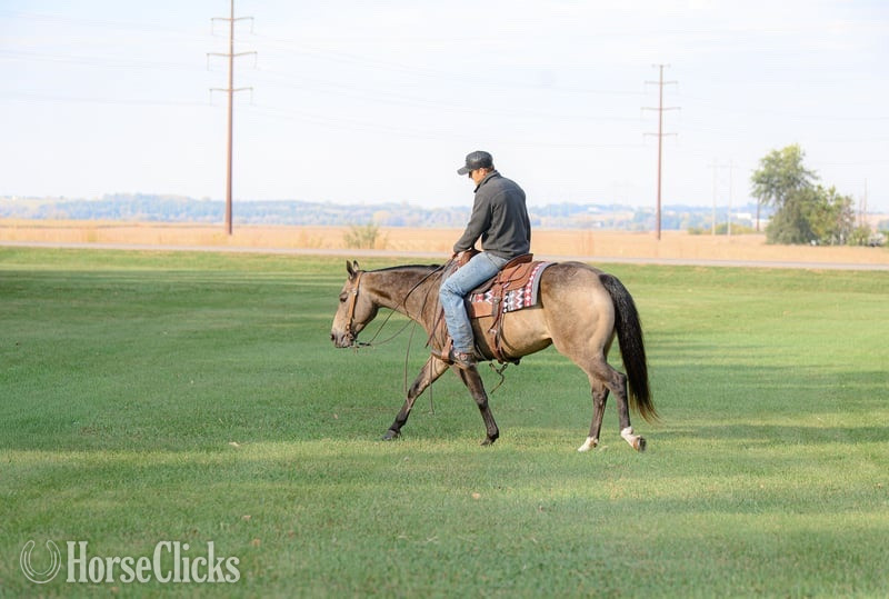 Quarter Horse - "Stella" Buckskin Mare Quarter Horse in Missouri