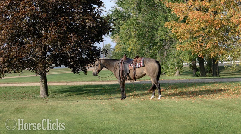 Quarter Horse - "Stella" Buckskin Mare Quarter Horse