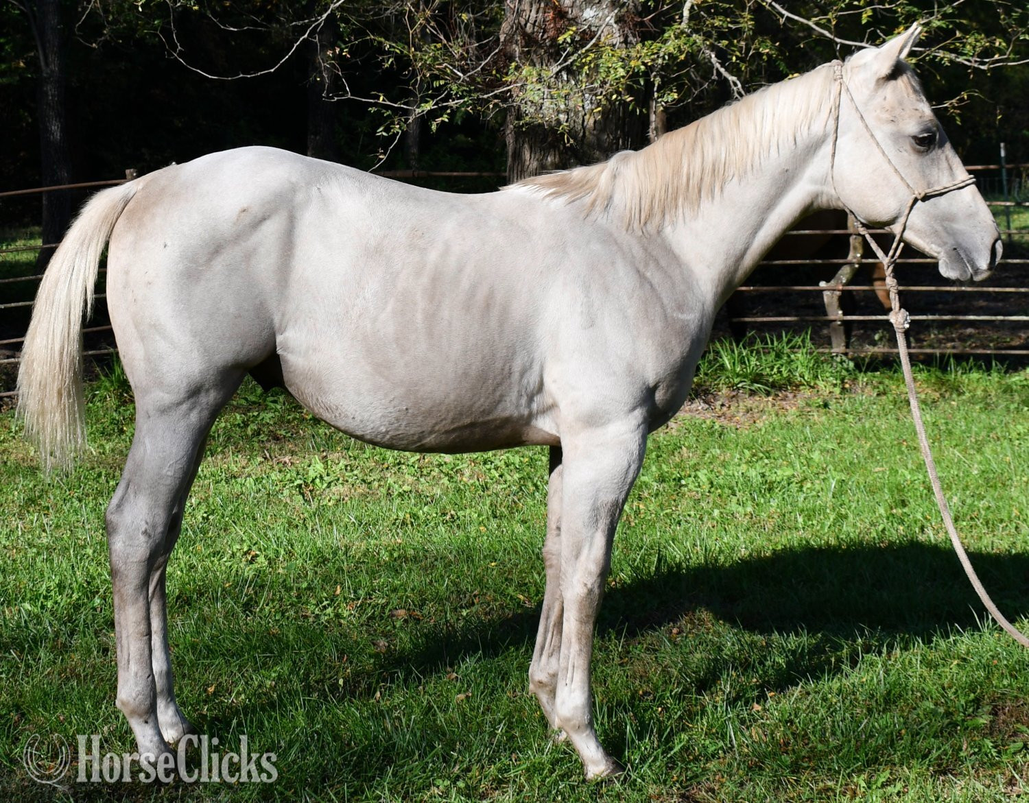 "Two Eyed Red Buck, Mr Joes Song, One Fab" Palomino Colt Quarter Horse