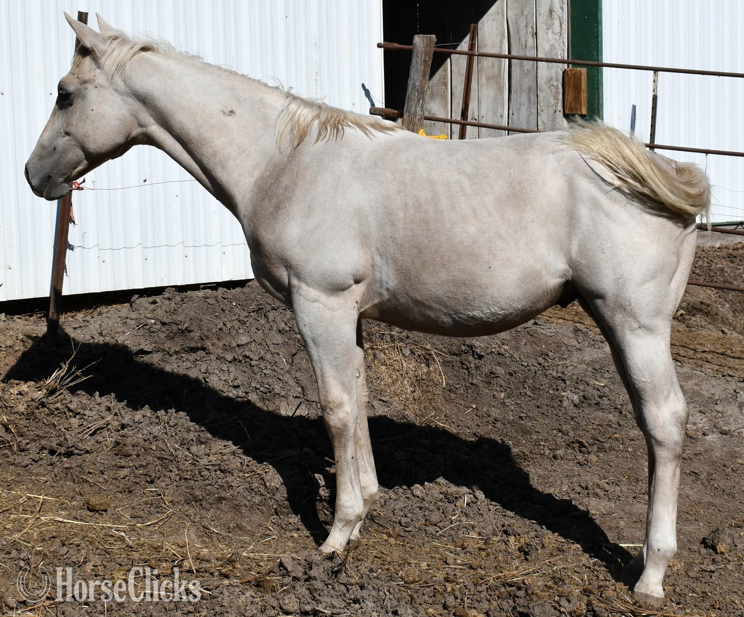 "Two Eyed Red Buck, Mr Joes Song, One Fab" Palomino Colt Quarter Horse - Quarter Horse