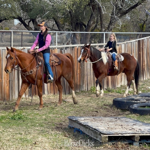 "Magnum" Sorrel Gelding Quarter Horse