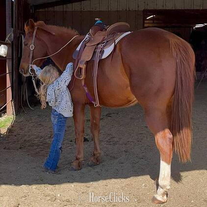 "Magnum" Sorrel Gelding Quarter Horse in Texas