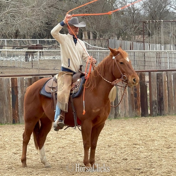 Texas "Magnum" Sorrel Gelding Quarter Horse