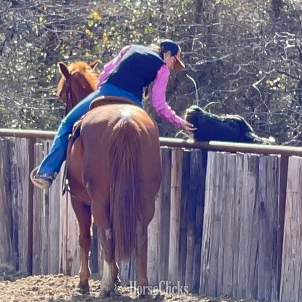 "Magnum" Sorrel Gelding Quarter Horse - Quarter Horse in Texas