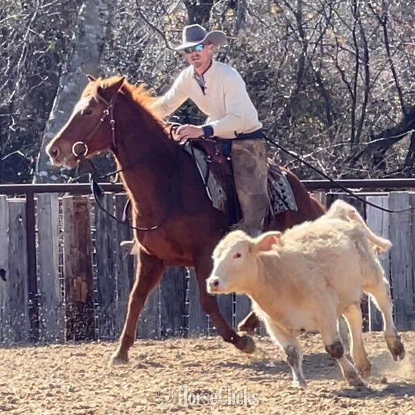 "Magnum" Sorrel Gelding Quarter Horse - Quarter Horse
