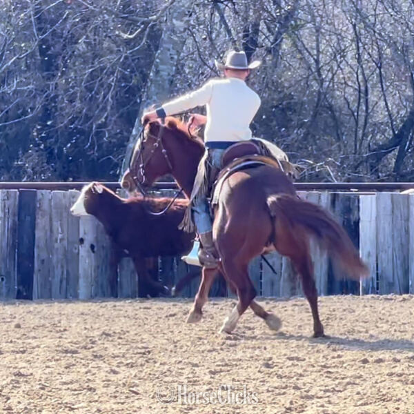 "Magnum" Sorrel Gelding Quarter Horse Texas