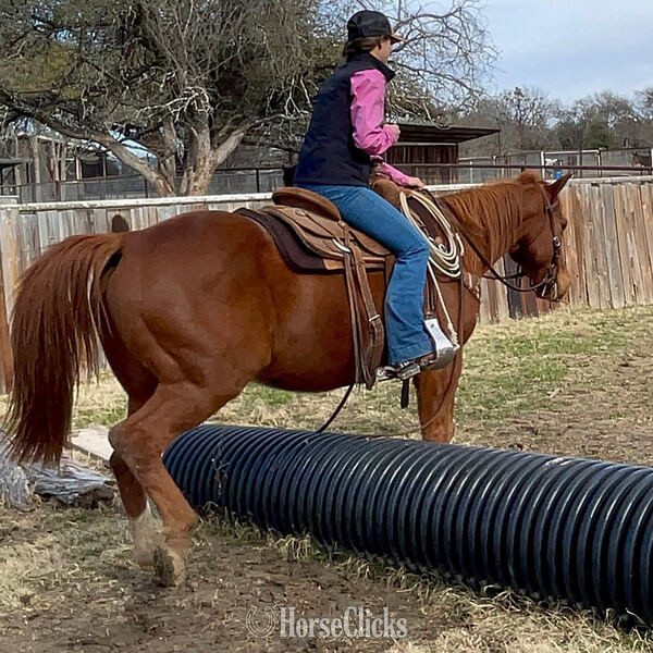 Quarter Horse - "Magnum" Sorrel Gelding Quarter Horse in Texas