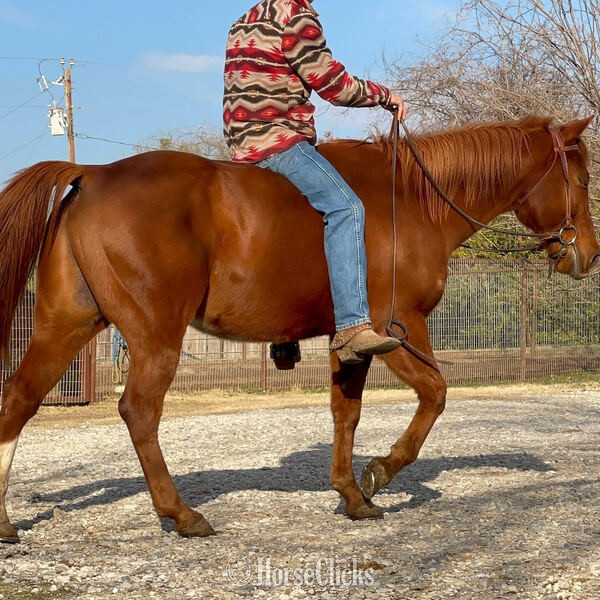 Quarter Horse - "Magnum" Sorrel Gelding Quarter Horse